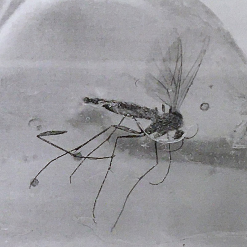 Natural History - Insect in Polished Baltic Amber